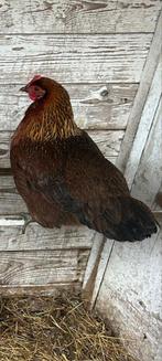 Drentse hoen, Dieren en Toebehoren, Pluimvee, Vrouwelijk, Kip