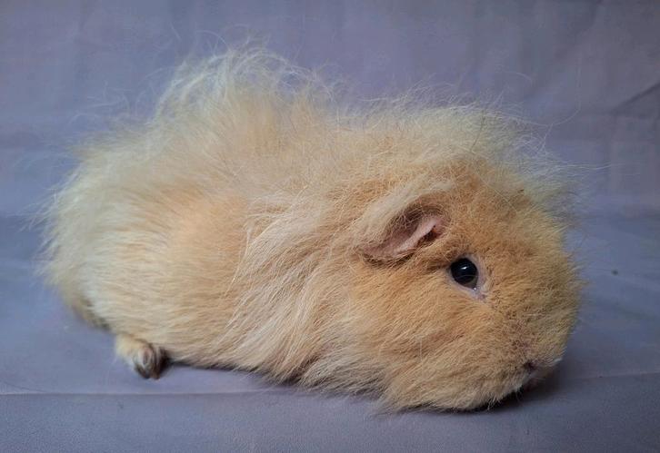 Twee Ch teddy zeugjes - creme, Dieren en Toebehoren, Knaagdieren, Vrouwelijk, Cavia, December, Tam