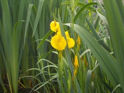 gele lis in koi vijver of vijver filter helofietenfilter, Tuin en Terras, Vijver-toebehoren, Nieuw, Vijverfilter, Ophalen of Verzenden