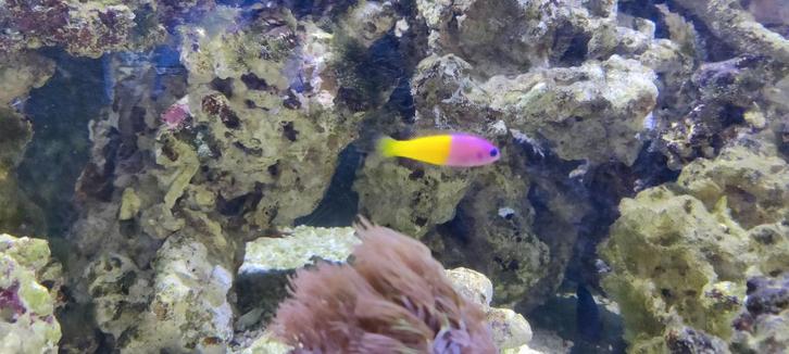 Zoutwater vissen en wat koralen., Dieren en Toebehoren, Vissen | Aquariumvissen, Zoutwatervis, Vis