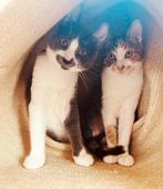 Zeer lief kitten duo, dubbel ingeent/chip/ontwormd/ 4,5 mnd, Dieren en Toebehoren, Katten en Kittens | Overige Katten, Meerdere dieren