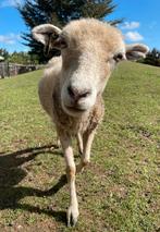 3 ouessant ooien, Dieren en Toebehoren, Schapen, Geiten en Varkens, Vrouwelijk, Schaap