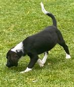 Prachtige BORDER COLLIE x FRIESE STABIJ pups, Dieren en Toebehoren, Honden | Niet-rashonden, Nederland, CDV (hondenziekte), 8 tot 15 weken