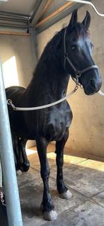 Gezocht : Betrouwbare leaser gezocht 18+ voor friese merrie., Diensten en Vakmensen, Dieren | Paarden | Verzorging, Oppas en Les