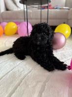Knappe, speelse dwergpoedel pups, Dieren en Toebehoren, Honden | Chihuahua's en Gezelschapshonden, 8 tot 15 weken, Meerdere, Meerdere dieren