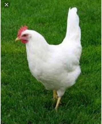 Witte Leghorn kippen. beschikbaar voor biedingen