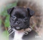 Prachtige RetroMops Puppy's, Pups, Overige rassen, CDV (hondenziekte), 8 tot 15 weken, Meerdere