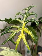 Alocasia Portei Aurea, Huis en Inrichting, Kamerplanten, Overige soorten, In pot, Minder dan 100 cm, Groene kamerplant