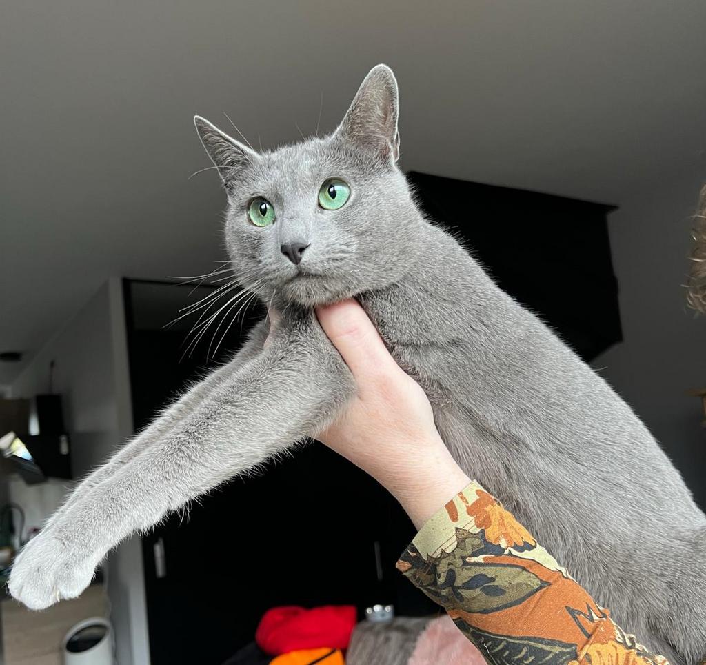 Blauwe rus Dekkater (Junior Champion en Champion), Dieren en Toebehoren, Katten en Kittens | Raskatten | Korthaar, Kater, Met stamboom