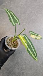 Schismatoglottis Wallichii Variegata, Ophalen of Verzenden, Halfschaduw, Minder dan 100 cm