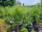 Palmbomen Chamaerops Humilis, Tuin en Terras, Ophalen, Zomer, Volle zon, Palmboom