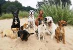 Hondenliefhebber biedt structurele opvang aan in Deventer, Diensten en Vakmensen, Dieren | Honden | Verzorging, Oppas en Les, Uitlaatservice