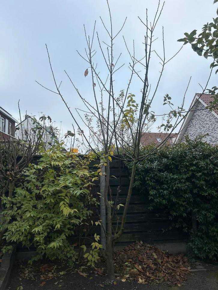 Mooie Tamme Kastanje Boom van 5 Meter Hoog, Tuin en Terras, Planten | Bomen, Overige soorten, 400 cm of meer, Volle zon, Lente