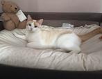 Gratis kat, Kater