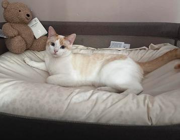 Gratis kat beschikbaar voor biedingen
