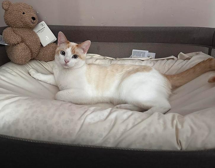Gratis kat, Dieren en Toebehoren, Katten en Kittens | Raskatten | Korthaar, Kater