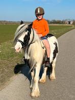 Lieve tinker merrie te koop, Dieren en Toebehoren, Pony's, Merrie, Gechipt, Zadelmak, C pony (1.27m tot 1.37m)