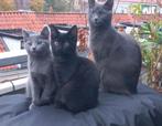 Twee prachtige kittens blauwe rus X britse korthaar, Meerdere dieren, Ontwormd, 0 tot 2 jaar