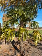 Winterharde grote palm, Tuin en Terras, Planten | Bomen, Bloeit niet, 100 tot 250 cm, Palmboom, Ophalen