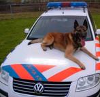 Gezocht herders die dolgraag met een bal willen spelen, Parvo, Reu, 1 tot 2 jaar, Meerdere