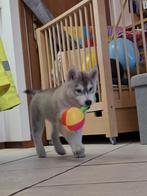 Siberische husky pups met FCI stamboom, CDV (hondenziekte), 8 tot 15 weken, Poolhond, Meerdere