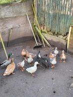 Eenden, Dieren en Toebehoren, Pluimvee, Meerdere dieren, Eend