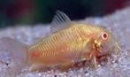 Corydora Albino - Koidream Valburg