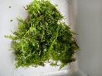 aquarium planten, Dieren en Toebehoren, Ophalen, Plant(en), Steen of Hout
