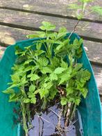 Stekjes gele framboos, Tuin en Terras, Planten | Fruitbomen, Ophalen of Verzenden