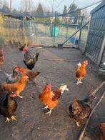 3 gratis hanen (Barnevelders), Dieren en Toebehoren, Mannelijk, Kip