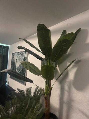Kunstplant Bananenplant XXL beschikbaar voor biedingen