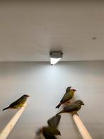 koppel goudbuikjes 2025, Dieren en Toebehoren, Meerdere dieren