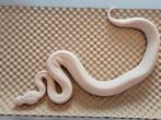 Koningspython, python regius,  ballpython, Dieren en Toebehoren, Reptielen en Amfibieën, Slang, Tam, 0 tot 2 jaar