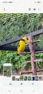 Yarrelsijs koppel, Dieren en Toebehoren, Meerdere dieren, Tropenvogel, Geringd