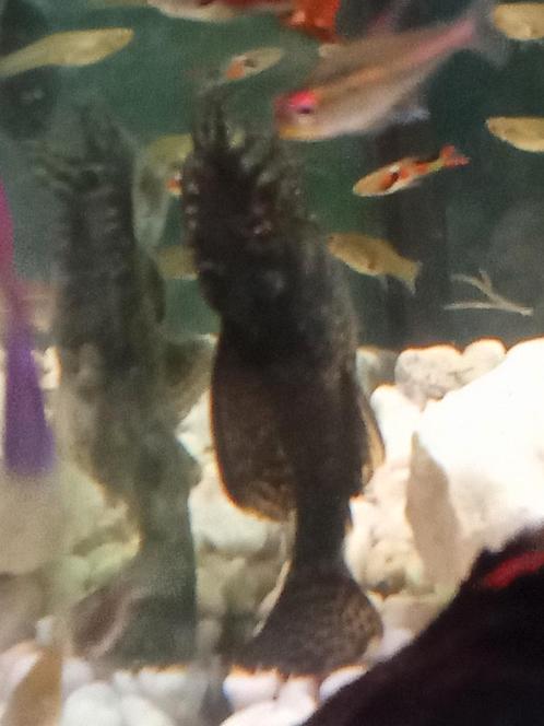 Algen eters donkere tussen de 5 en 10 cm, Dieren en Toebehoren, Vissen | Aquariumvissen, Vis