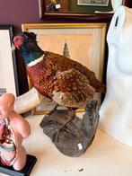 Opgezette Fazant op Houten Sokkel, Ophalen of Verzenden