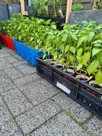 *** 1.00 € Biber Tatli aci sivri Patlıcan Paprika, Volle zon, Groenteplanten, Lente, Verzenden