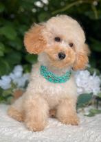 Sprookjespup  🐕‍🦺❤️🐾‍️ Toy Poedel Pup, Dieren en Toebehoren, Honden | Chihuahua's en Gezelschapshonden, Poedel, 15 weken tot 1 jaar