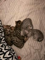 Raszuivere Bengaal kittens, Meerdere dieren, Met stamboom, 0 tot 2 jaar