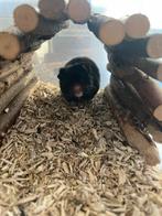 Goudhamster te koop, Dieren en Toebehoren, Knaagdieren, Hamster, Augustus, Mannelijk, Tam