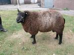 Jonge Blauwe Texelaar ram, Dieren en Toebehoren, Schapen, Geiten en Varkens, Mannelijk, Schaap, 0 tot 2 jaar
