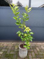 Citrus Lemon / Citrus Limon - Citroenboom H: 125 cm., Ophalen, Volle zon, Citroenboom, 100 tot 250 cm