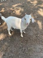 Mooi bokje, Dieren en Toebehoren, Schapen, Geiten en Varkens, Mannelijk, Geit