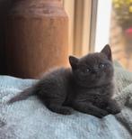 Prachtige Brits Britse korthaar kittens❤️ 🩶🤍, Dieren en Toebehoren, Katten en Kittens | Raskatten | Korthaar, Meerdere dieren