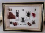 Taxidermy, Verzamelen, Ophalen of Verzenden, Nieuw, Insect, Opgezet dier
