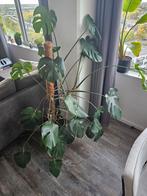 Prachtige Monstera met mosstok, In pot, Bloeit niet, Halfschaduw, 100 tot 250 cm