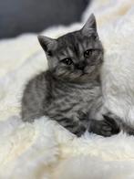 Britse kort haar kittens te koop, Dieren en Toebehoren, Meerdere dieren, 0 tot 2 jaar