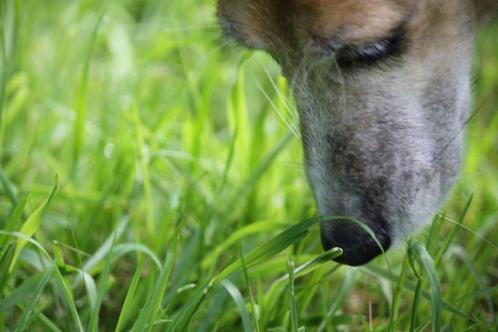 Individuele uitlaatservice meer dan 30 jaar ervaring, Diensten en Vakmensen, Dieren | Honden | Verzorging, Oppas en Les, Particuliere oppas