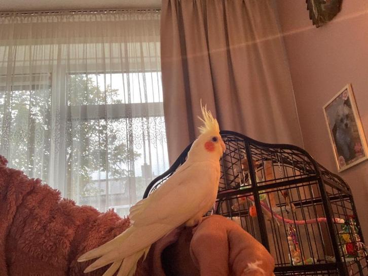 Tamme valkparkiet pop met kooi, Dieren en Toebehoren, Vogels | Parkieten en Papegaaien, Parkiet, Vrouwelijk, Tam, Geringd