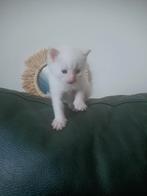 Kitten ras, Dieren en Toebehoren, Katten en Kittens | Raskatten | Langhaar, Poes, Ontwormd, 0 tot 2 jaar